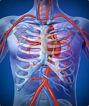 Cartiofin produto com diagrama de vasos sanguíneos
