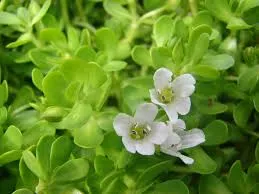 Bacopa monnieri — Brahmi